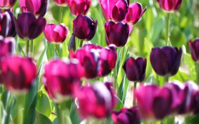 tulips-366661_1280 (2) tulips-366661_1280 (2)